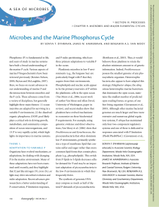 Microbes and the Marine Phosphorus Cycle
