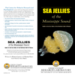 sea jellies - Gulf Coast Research Laboratory