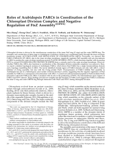 Roles of Arabidopsis PARC6 in Coordination of