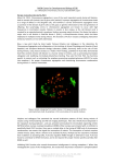 Oocyte maturation directed by PLK1