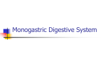 Monogastric Digestive System