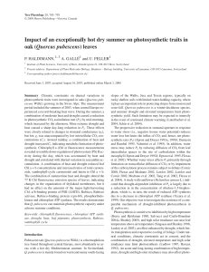 Impact of an exceptionally hot dry summer on photosynthetic traits in