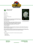 White Licorice Rose - Holcomb Garden Center