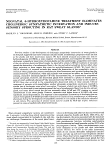 neonatal 6-hydroxydopamine treatment eliminates cholinergic