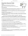 Sheep Brain Dissection Guide