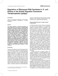 Regulation of Ribosomal RNA Synthesis in E. coli: Effects of the