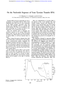 On the Nucleotide Sequence of Yeast Tyrosine Transfer RNA