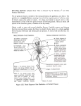 Dissecting Gladiolus (adapted from “How to Dissect” by W. Berman