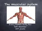 Muscular system 2 - MIDDLE SCHOOL PE