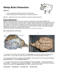 Sheep Brain Dissection