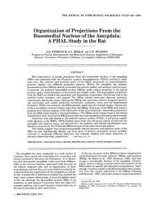 Organization of projections from the basomedial nucleus of the