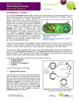 Recombinant Cloning