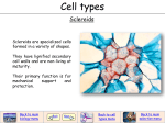 Cell types