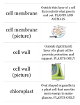 Print › Cell Organelles with Pictures | Quizlet | Quizlet