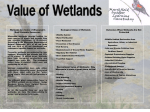 Wetlands Are Some of Wisconsin`s Most Valuable Resources