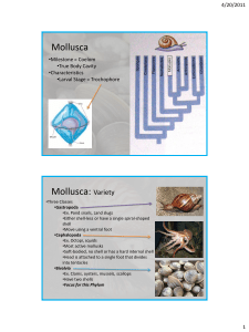 Mollusca Mollusca: Variety