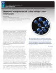 Metabolic Incorporation of Stable Isotope Labels into Glycans