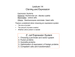 Lecture 14 Cloning and Expression E. coli Expression System