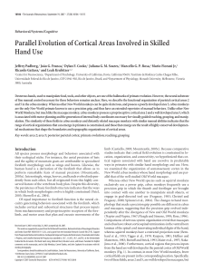 Parallel Evolution of Cortical Areas Involved in Skilled Hand Use