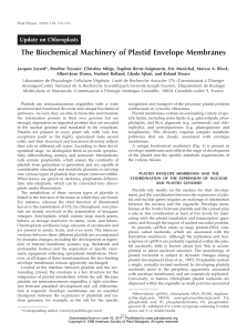 The Biochemical Machinery of Plastid Envelope