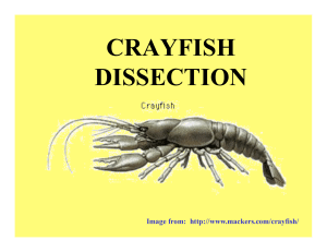 Crayfish - SPS186.org