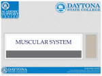 Muscular System - Daytona State College