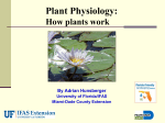 Plant Physiology - Miami-Dade Extension