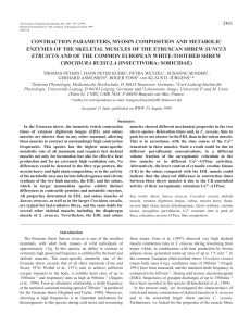 Properties of shrew skeletal muscle