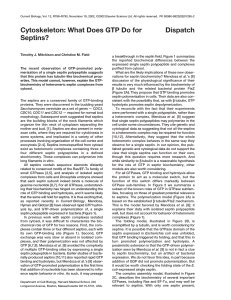 Cytoskeleton: What Does GTP Do for Septins? Dispatch