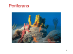 slideshow for porifera