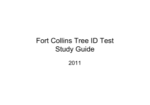 Tree ID Study Guide - City of Fort Collins