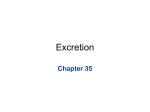 Chapter 35 Excretion