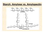 Starch: Amylose vs. Amylopectin