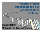 Patterns of gene duplication and sex chromosomes evolution