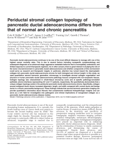 Periductal stromal collagen topology of pancreatic ductal