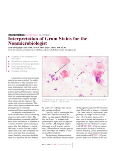 Interpretation of Gram Stains for the Nonmicrobiologist