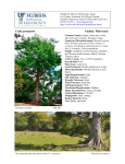 Ceiba pentandra Family: Malvaceae