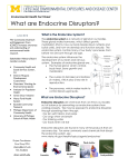 What are Endocrine Disruptors?