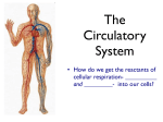 The Circulatory System - Norwell Public Schools