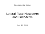 15. Lateral Plate Mesoderm and Endoderm