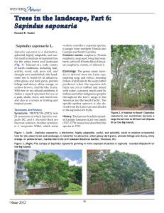 Trees in the landscape, Part 6: Sapindus saponaria