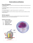 Protein Synthesis and Mutations - Mrs. Gracie Gonzalez Biology Class