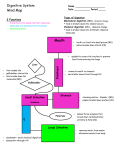 Mouth Digestive System Mind Map