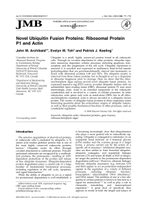 Novel Ubiquitin Fusion Proteins: Ribosomal Protein