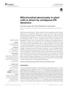 Mitochondrial pleomorphy in plant cells is driven