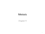 Meiosis