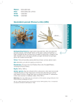 Tracey et al (2007b) Deepsea Invertebrate Guide j