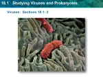 18.1 Studying Viruses and Prokaryotes
