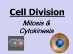 Cell Division - Sehome High School