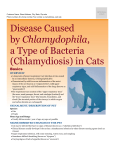 Disease Caused by Chlamydophila, a Type of Bacteria